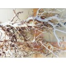Branches Driftwood – Lightweight Malaysian Driftwood for Shrimp & Nano Tanks