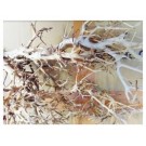 Branches Driftwood Shrimps Substrate