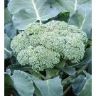 Broccoli Calabrese Early Seeds