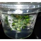 Imported Tissue Culture Bucephalandra Sp Sintang Mini Round Cup 