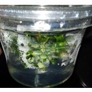 Imported Tissue Culture Bucephalandra Sp Sintang Mini Round