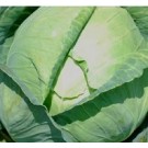 Cabbage Golden Acre Seeds
