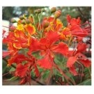 Caesalpinia Pulcherrima Flowering Plants