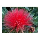 Calliandra Haematocephala Flowering Plants