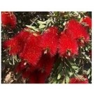 Callistemon Citrinus Flowering Plants