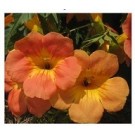 Campsis Grandiflora Flowering Plants