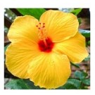 Exotic Yellow Hibiscus Flowering Plants