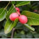 Carandas Cherry Live Indian Garden Plants