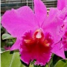 Cattleya Orchids Plants CMB1134