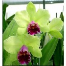 Cattleya Orchids Plants CMB1113