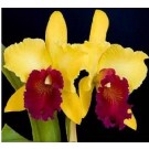 Cattleya Orchids Plants CMB1114