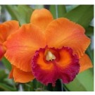 Cattleya Orchids Plants CMB1116