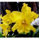 Cattleya Orchids Plants CMB1118