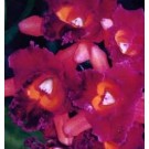 Cattleya Orchids Plants CMB1119