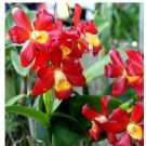 Cattleya Orchids Plants CMB1120