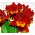 Cattleya Orchids Plants CMB1121