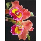 Cattleya Orchids Plants CMB1122