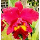 Cattleya Orchids Plants CMB1123