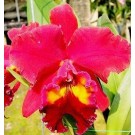 Cattleya Orchids Plants CMB1123