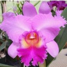 Cattleya Orchids Plants CMB1127