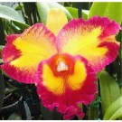 Cattleya Orchids Plants CMB1131