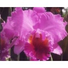 Cattleya Orchids Plants CMB1132