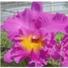 Cattleya Orchids Plants CMB1133