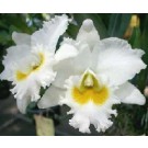 Cattleya Orchids Plants CMB1135