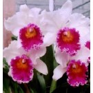 Cattleya Orchids Plants CMB1136