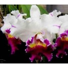 Cattleya Orchids Plants CMB1140