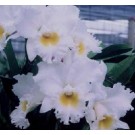 Cattleya Orchids Plants CMB1141