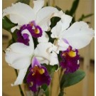 Cattleya Orchids Plants CMB1144