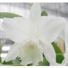 Cattleya Orchids Plants CMB1145