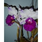 Cattleya Orchids Plants CMB1146