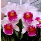Cattleya Orchids Plants CMB1148