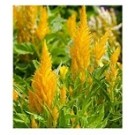 Celosia Yellow Flowering Plants