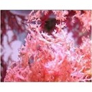 Cherry Tree Macroalgae