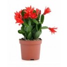 Christmas Cactus Succulent Plants