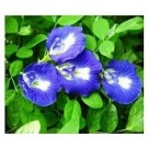 Clitoria Ternatea Flowering Plants