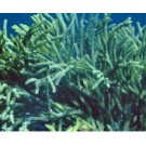 Codium Green Macro Algae