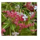 Combretum Indicum Flowering Plants