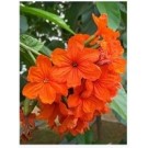 Cordia Sebestena Geiger Tree Flowering Plants