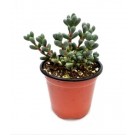 Corpuscularia Lehmannii Succulent Plants