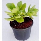 Crassula Cultrata Succulent Plants