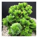 Crassula Estagnol Spiralis Succulent Plants