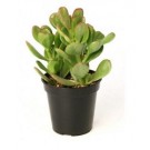 Crassula Ovata Succulent Plants