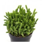 Crassula Muscosa Succulent Plants