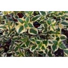 Crassula Sarmentosa Variegata Succulent Plants