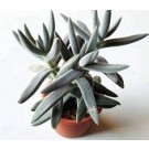 Crassula Surprise Party Succulent Plants