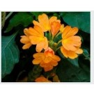 Crossandra Infundibuliformis Flowering Plants